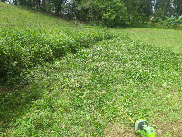 photo of a thicket of 8-16" high guava and wireweed seedlings; some have been cut down and a hedge trimmer is in the foreground