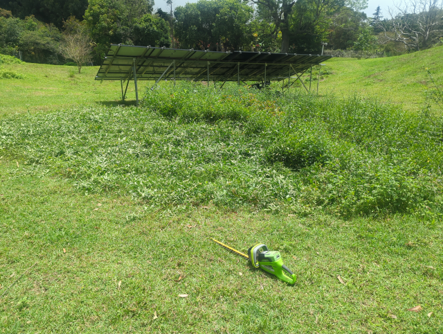 photo of a thicket of 8-16" high guava and wireweed seedlings; some have been cut down and a hedge trimmer is in the foreground and the solar panels are in the background