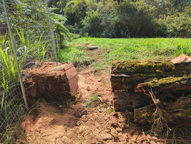 photo showing a slot cut through a downed tree