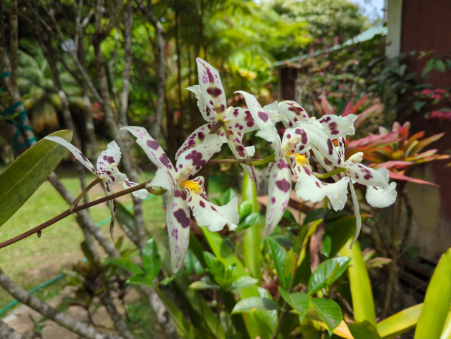 photo of a white orchid with purple spots
