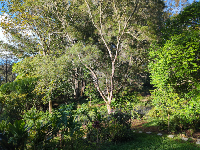 photo looking into the gulch from the hot tub, showing spring-green foliage and tall trees illuminated by the afternoon sun and deep shadows in the gulch itself