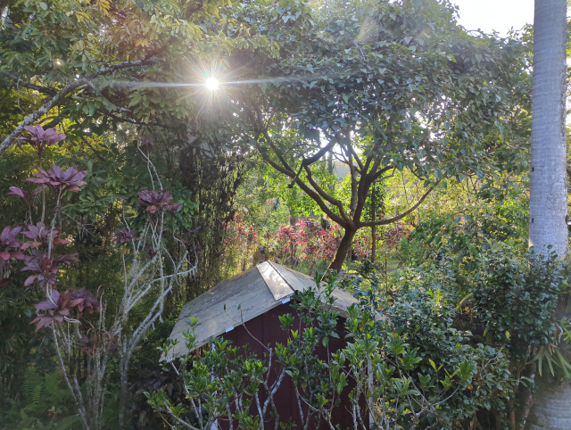 photo looking west from the house, showing a setting sun, the roof of the shower, and lush spring foliage with bright highlights