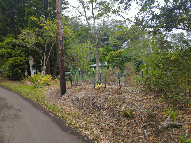 photo of the property from the street, showing infant banana and citrus trees in pig-resistant cages