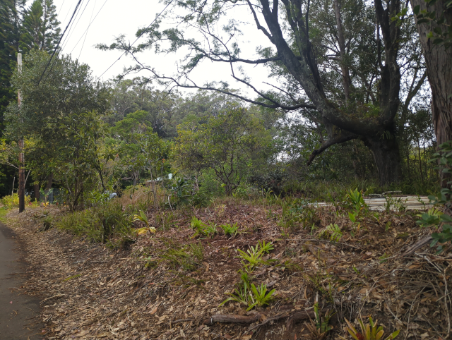 photo of the side of the road with many small plants near the road, a heap of white PVC pipes in the middle distance, some jungle trees further away, and the roofline of the house in the far distance