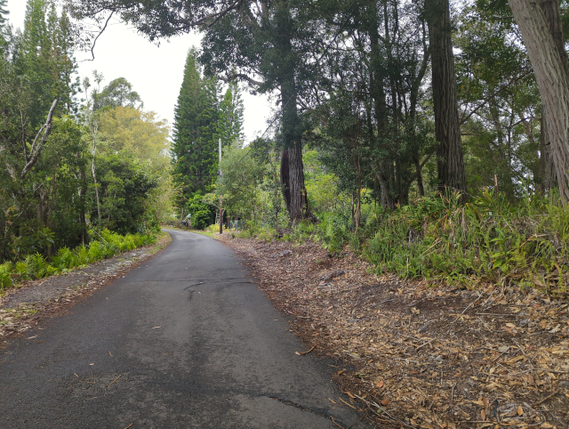 photo of the one-lane street with a eucalyptus-leaf covered embankment on the right leading into jungle.