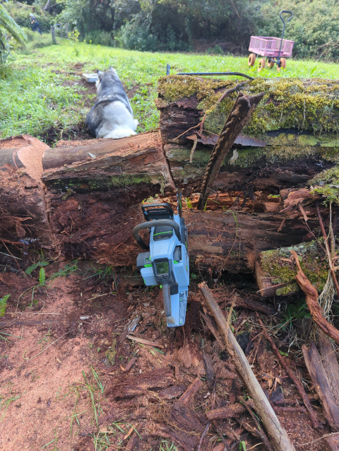 photo of a chain saw pinched in a collapsing cut, with Luna the Big Dog™ ready to help