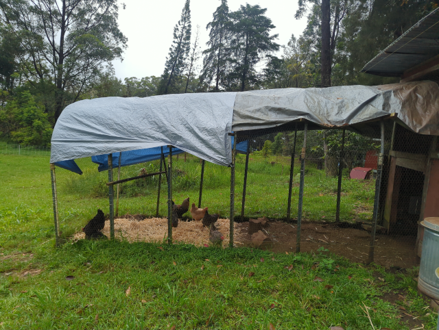photo showing the run on the henhouse, now covered with tarps for its whole length