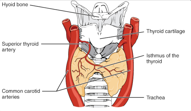 a drawing of a thyroid gland and surrounding structures