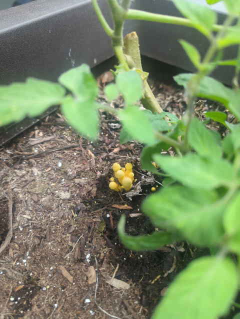 photo of some tiny, bright yellow mushrooms growing under the basil in our deck garden
