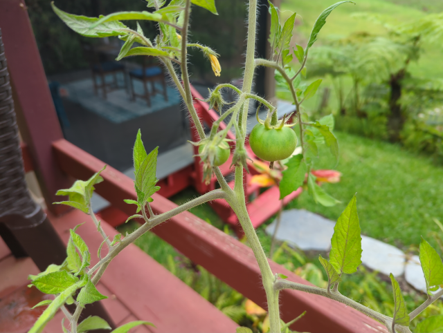 photo of a tomato vine with a couple of small green tomatoes