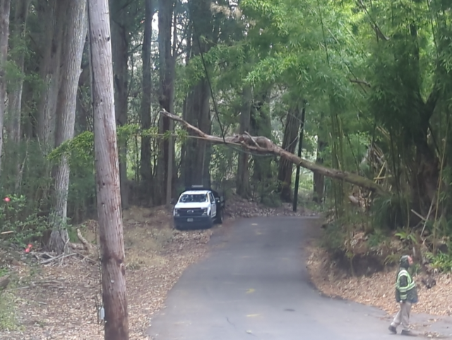 photo of a tree which has fallen across the road, but is resting on a telephone cable; a county highway department truck is in the background and a county worker is in the foreground