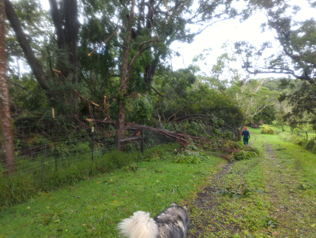 photo of a tree fallen on our makai fence awaiting removal; Luna the Big Dog™ and HA are surveying the damage