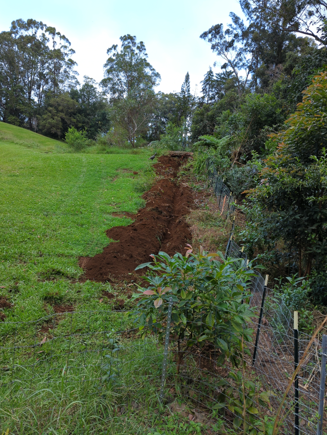 photograph of a long trench with a curious bird inspecting it