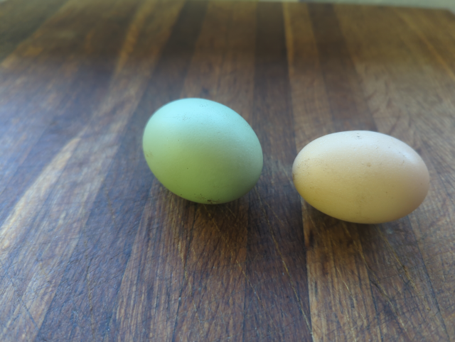 photo of two new eggs on a butcher block background; one egg is pale green, the other is light brown