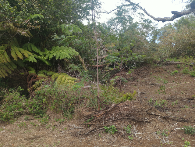 photo looking down from a cleared area into a zone of thick vegetation