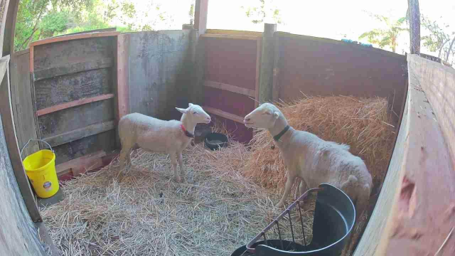 photo of two lambs in a barn eating hay