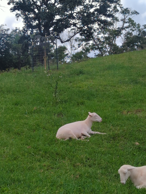 photo of lambs Vinda and Lu, with a caged Tebebuia tree behind them