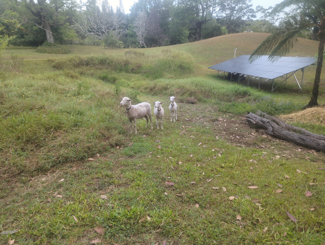 photo of three hair sheep standing in the pasture with the solar panel array in the background