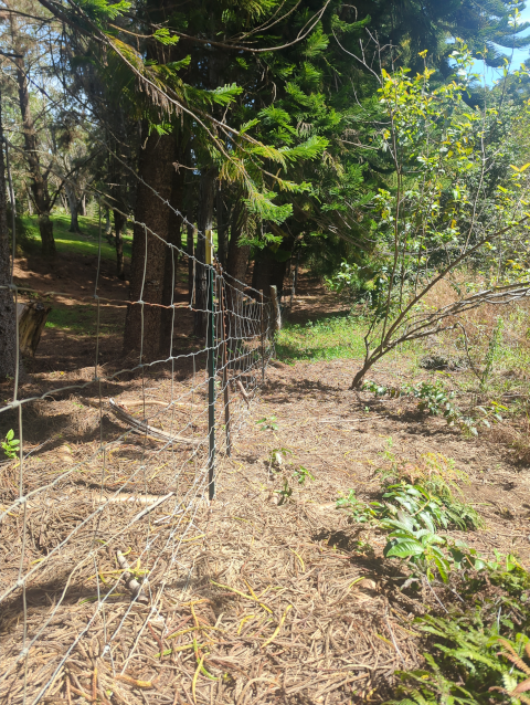 photo looking makai along the western fence