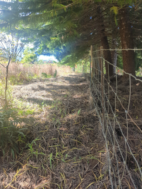 photo looking mauka along the western fence